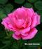 Mrs. Jennie Deverman rose photo