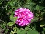 Yankee Lady rose photo
