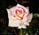 Twinkle little star rose photo