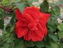 Korona rose photo