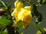 Landora, Cl. rose photo