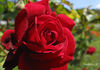 Carrousel rose photo