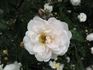 Daniel Lacombe rose photo