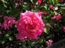Red Sweetheart rose photo