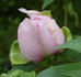 Fen Jin Yu 粉金玉 peony photo