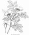 <i>Rosa</i> x <i>engelmannii</i> S. Wats. rose photo