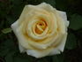 Simply Heaven rose photo