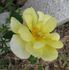 Baby Eclipse ™ rose photo