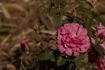 Deschamps rose photo