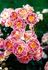 Concorde ® 96 rose photo