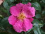 <i>Rosa anemonoides</i> Rehder Synonym rose photo