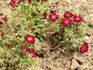 Red Elf rose photo