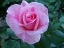 Grace Note rose photo