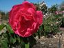 Crested Jewel rose photo