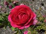 Docteur Brière rose photo