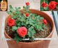 Baby Baccara ® rose photo
