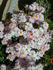 Pink Heather rose photo