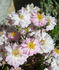 Pink Heather rose photo
