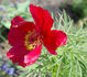 Earlybird peony photo