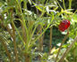 <i>P. delavayi</i> Franch. peony photo