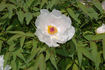Feng Dan Bai 鳳丹白 peony photo