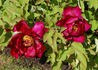 Qing Long Wo Mo Chi 青龙卧墨池 peony photo