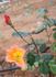 Irish Fireflame, Cl. rose photo