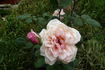 Madame Edmond Rostand rose photo