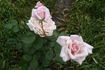 Madame Edmond Rostand rose photo