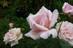 Madame Edmond Rostand rose photo