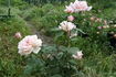 Madame Edmond Rostand rose photo