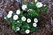 Snow Sunblaze rose photo