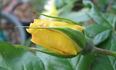 Lemon Meringue ™ rose photo