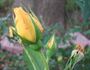 Lemon Meringue ™ rose photo