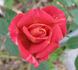 Oxbow ™ rose photo