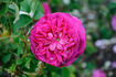 Agathe Fatime rose photo