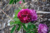 Cora rose photo