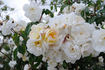 Daniel Lacombe rose photo