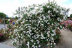 Daniel Lacombe rose photo