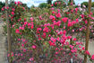 Frau Helene Videnz rose photo