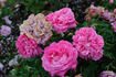 Souvenir de la Reine d'Angleterre rose photo