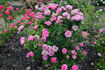 Souvenir de la Reine d'Angleterre rose photo