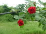 Asso di Cuori, Cl. rose photo