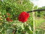 Asso di Cuori, Cl. rose photo