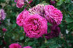 Variegata di Bologna Rouge rose photo