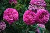 Variegata di Bologna Rouge rose photo
