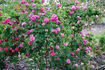 Variegata di Bologna Rouge rose photo