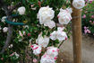 Weisse New Dawn rose photo