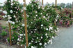 Weisse New Dawn rose photo