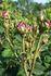 Baron de Bonstetten rose photo